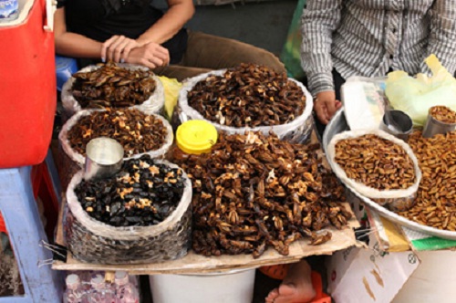 Insects market