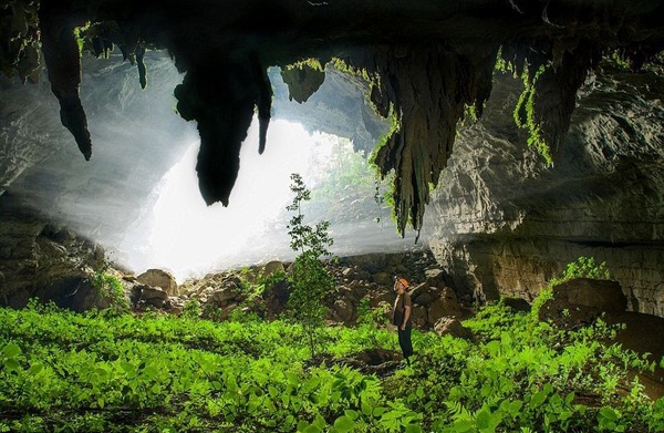 Evergreen forest within a cave – what can be more amazing?
