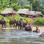 Elephant village in Luang Prabang, Laos