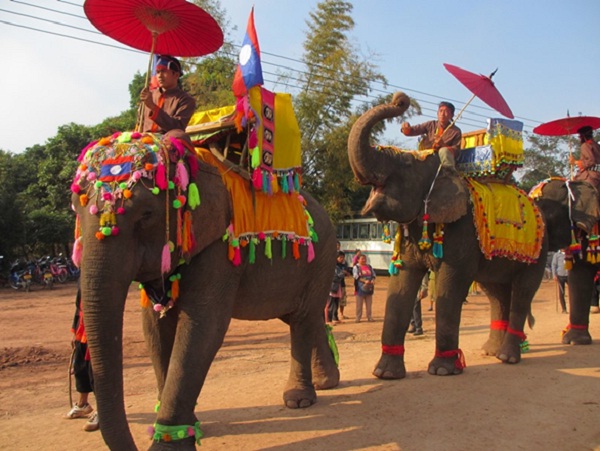 Elephant Festival