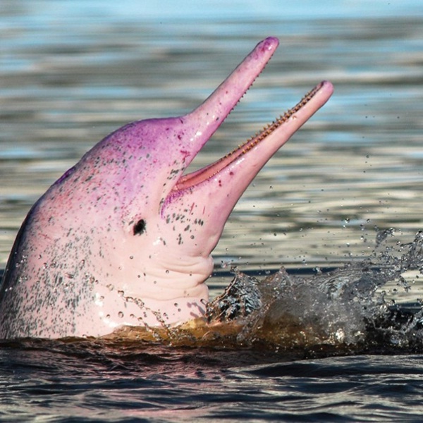 Pink dolphin in Khanom