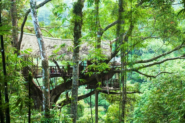 Tree house