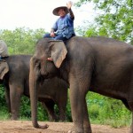 Elephant village