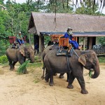 Elephant experience