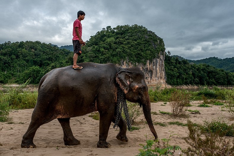 Elephant is thought to bring prosperity to Laos