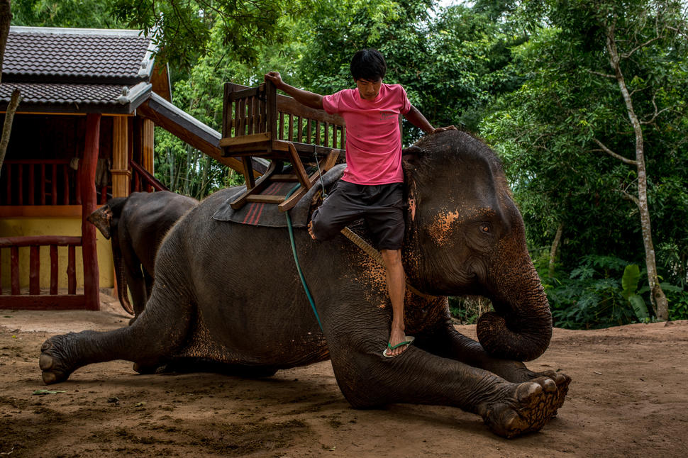 Elephants are dream of many visitors coming to Laos-source: internet