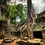 Ta Prohm is covered by a giant tree; it makes Ta Prohm more mysterys