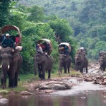 The number of elephants is decreasing