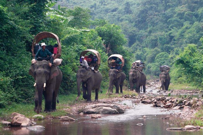The number of elephants is decreasing