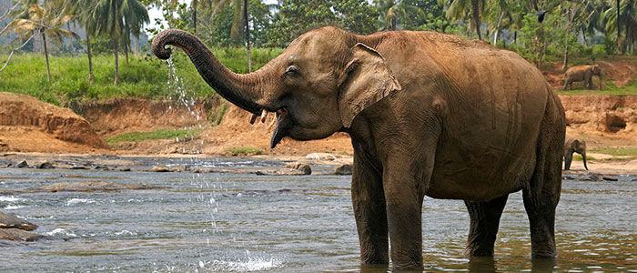 Elephants in their natural habitat
