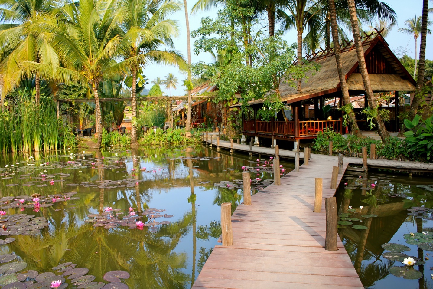 Lotus pond in green space of Maison Dalabua