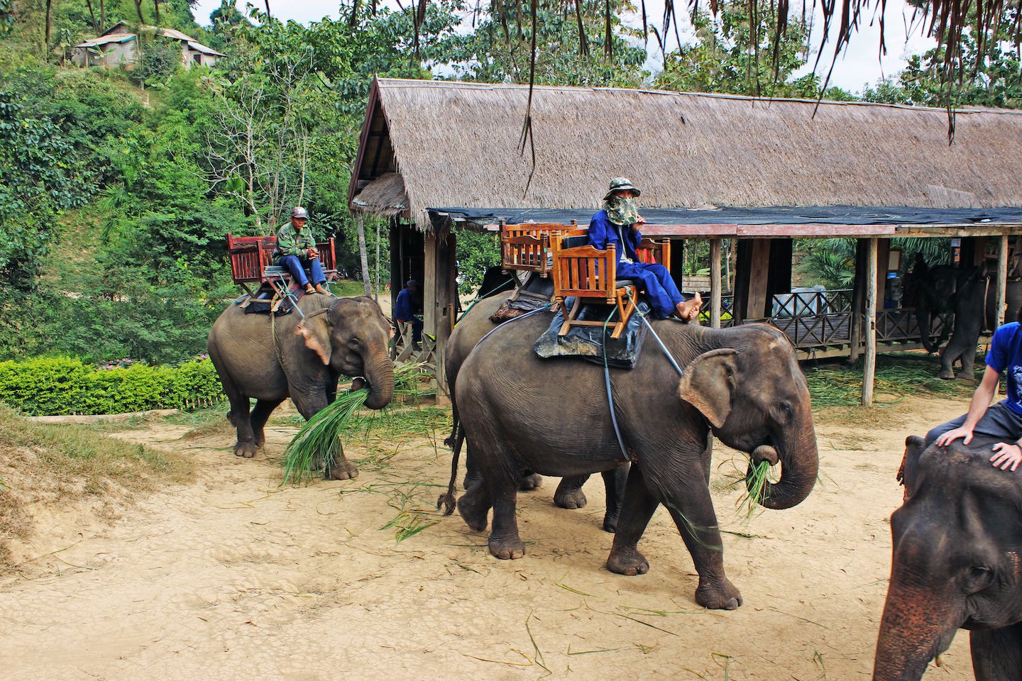 Mahouts riding the elephants