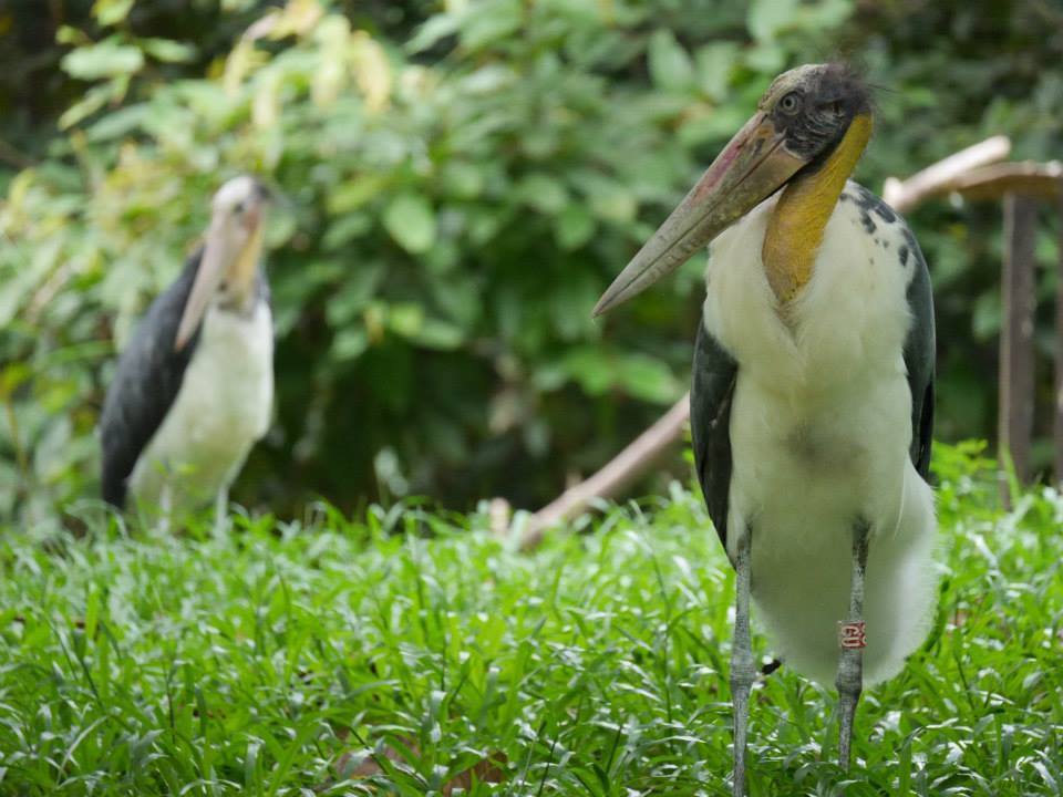 Cambodian wildlife at Angkor Center for Conservation and Biodiversity